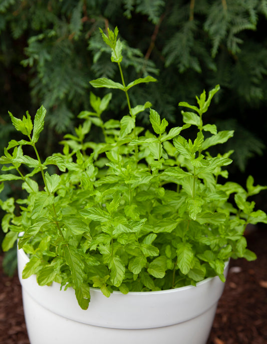Fresh Pudina Mint Available in the USA?