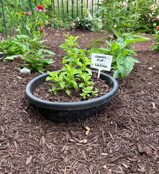 How to control spearmint in the garden
