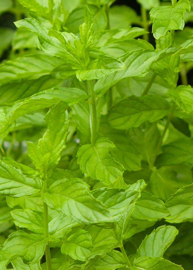 SALE Lebanese Mint Live Nana Plant 4x4"