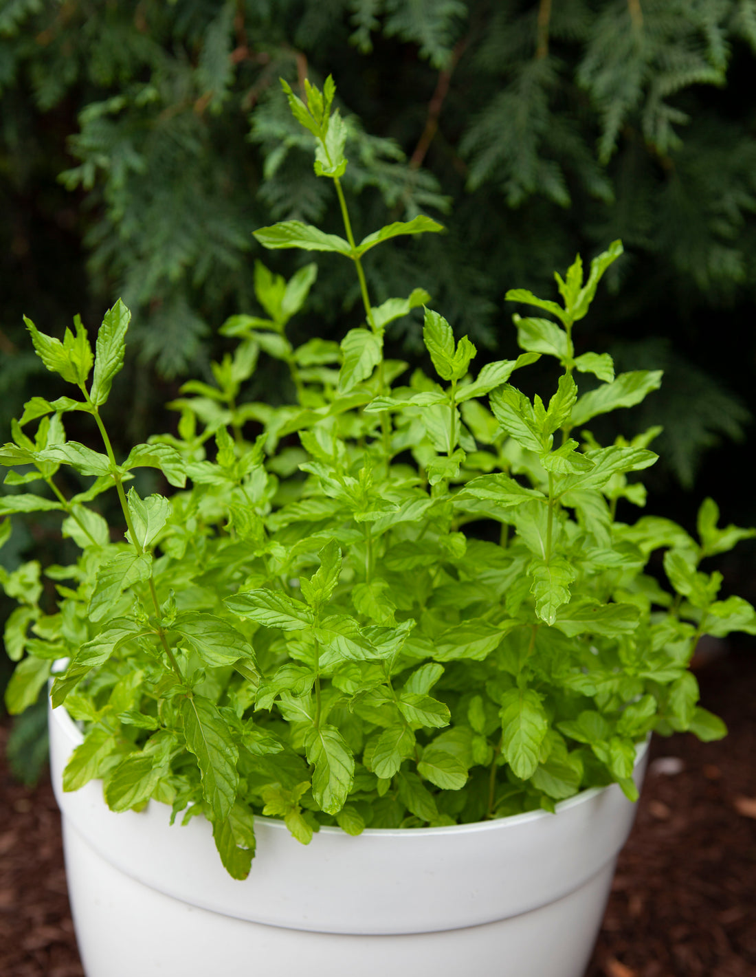 Lebanese Nana Mint vs. Regular Spearmint