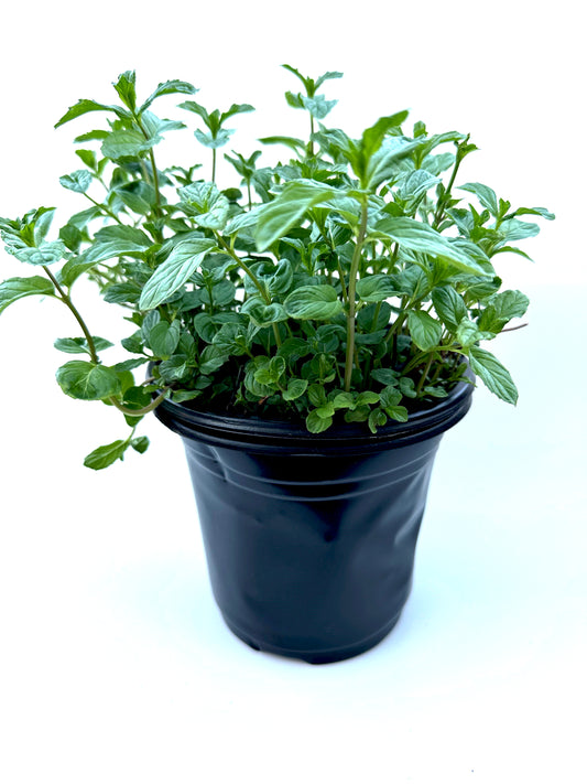 SALE: Medium Size Authentic Lebanese Na'na Spearmint Supreme
