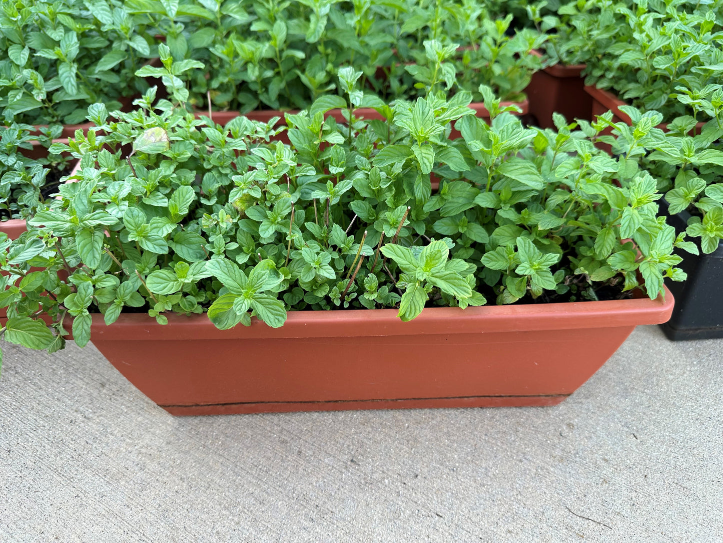 SALE: Large Size Authentic Lebanese Na'na Spearmint Supreme