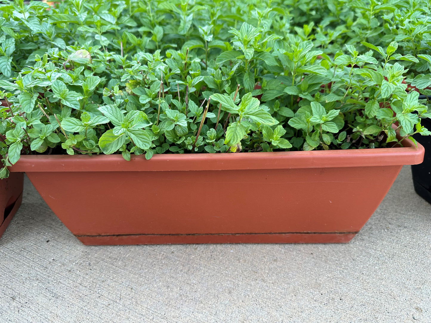 SALE: Large Size Authentic Lebanese Na'na Spearmint Supreme