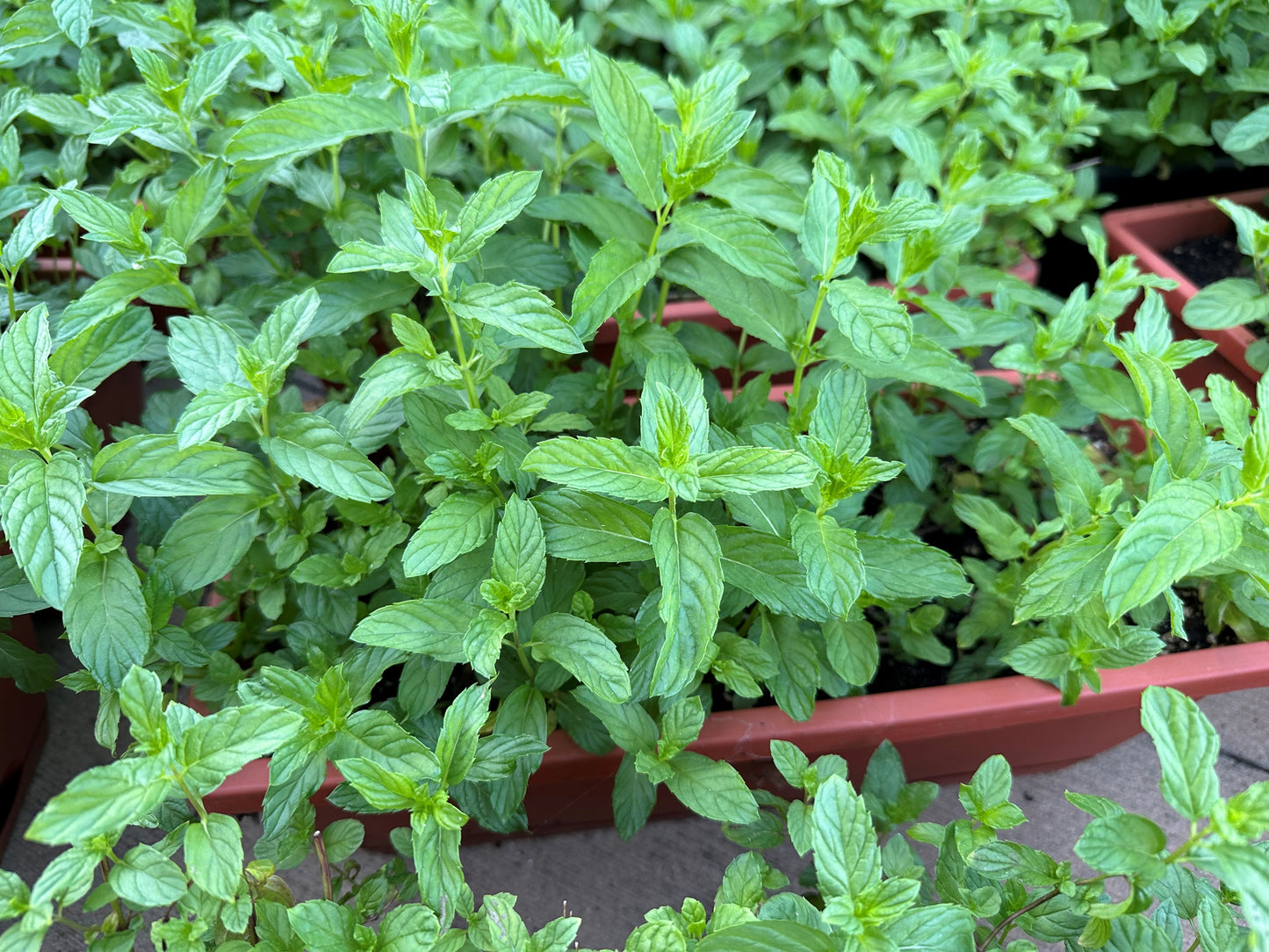 SALE: Large Size Authentic Lebanese Na'na Spearmint Supreme