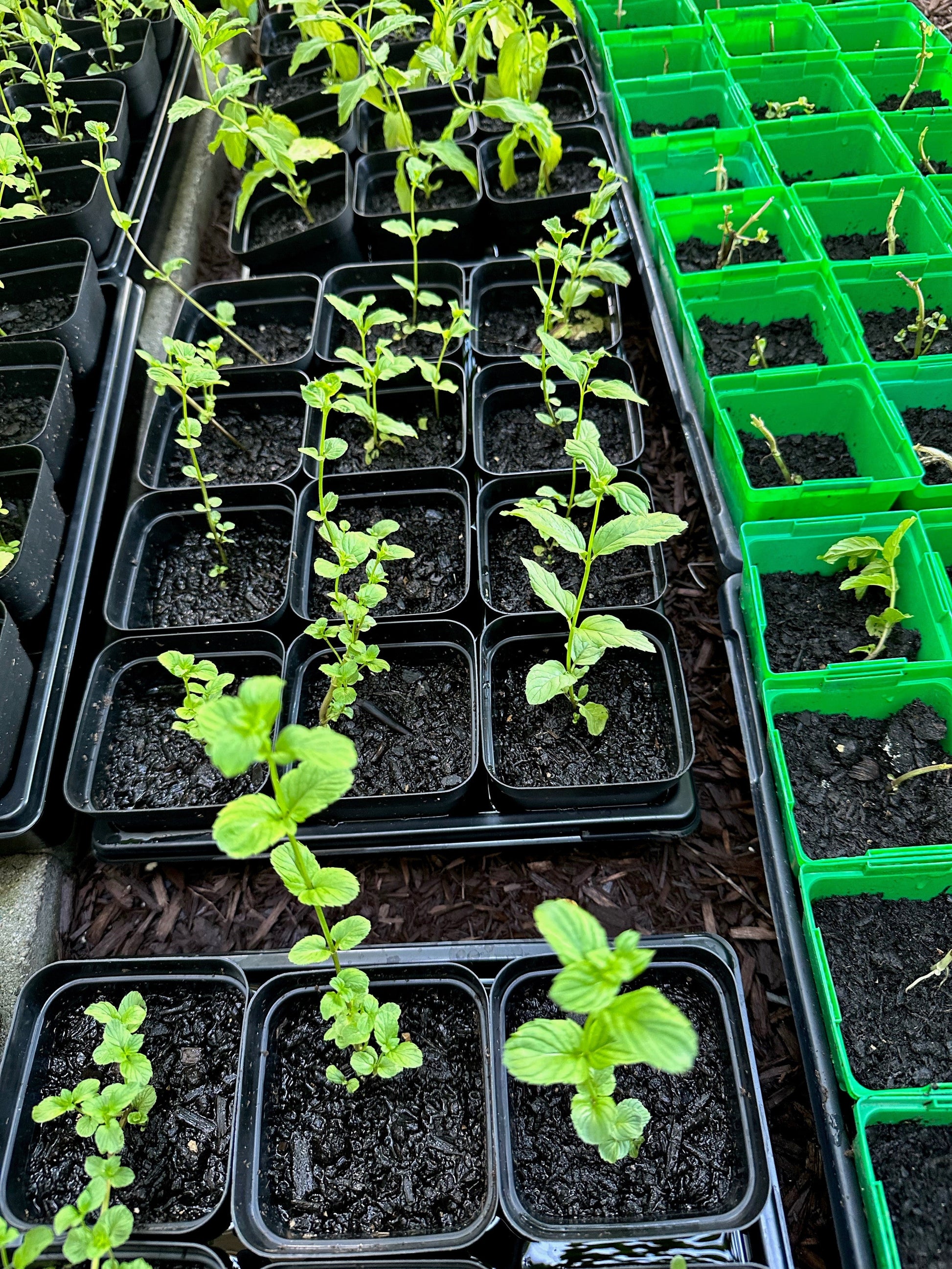 Lebanese mint live nana plant 4x4