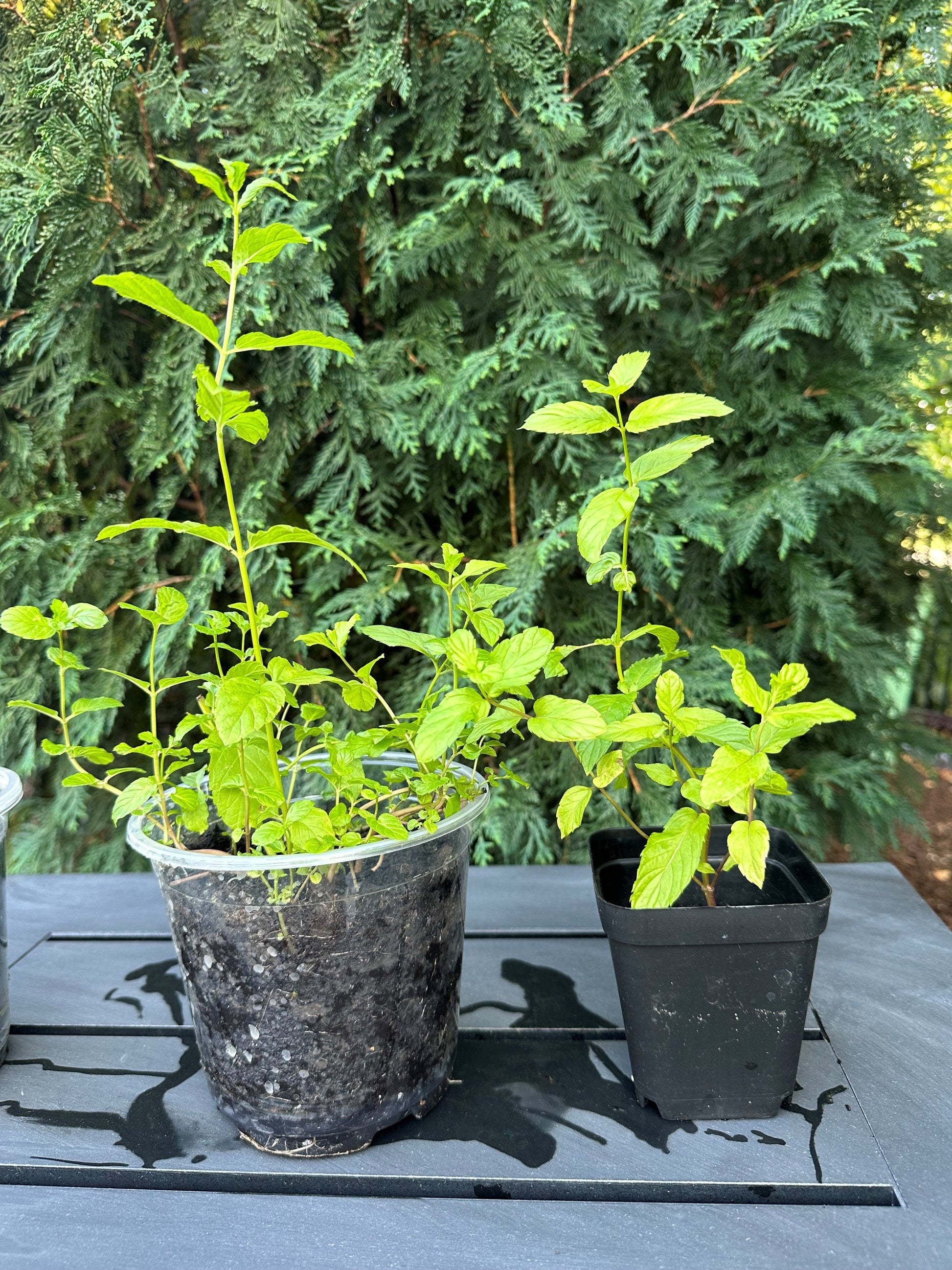 Medium size mint plant in 6 inch pot compared with regular size plant in 4 inch pot