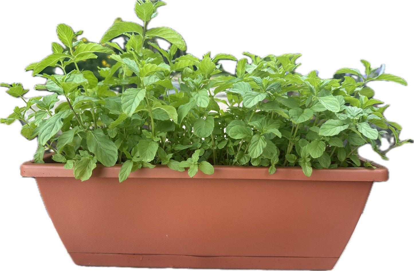 SALE: Large Size Authentic Lebanese Na'na Spearmint Supreme