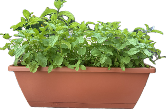 SALE: Large Size Authentic Lebanese Na'na Spearmint Supreme